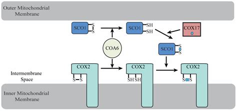 The Role of COA6 in the Mitochondrial Copper Delivery Pathway to ...
