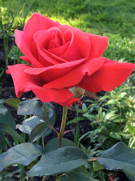 Fragrant Cloud Hybrid Tea Rose