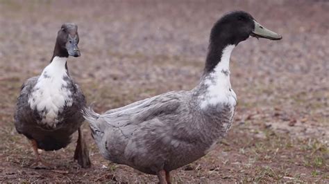 Blue Swedish Duckling Male Vs Female (7 Differences)