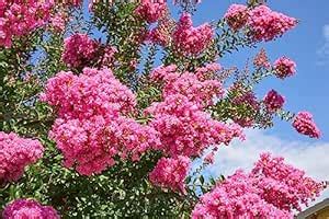 Green Horizon Authentic PINK COLOUR (FURUSH/LAGERSTROEMIA INDICA/PRIDE ...