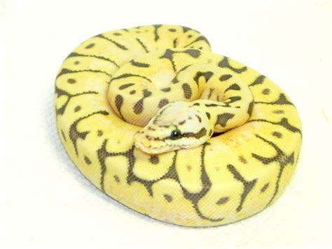 Image result for Killer Bee Ball Python