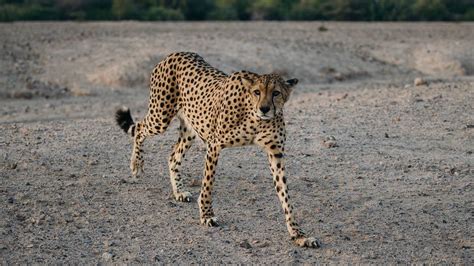 Sir Bani Yas Island | Photogallery - ETimes