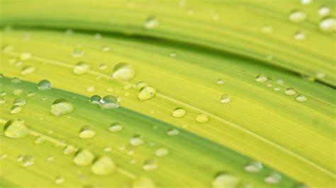Download wallpaper 1366x768 drops, rain, macro, leaves, green tablet ...