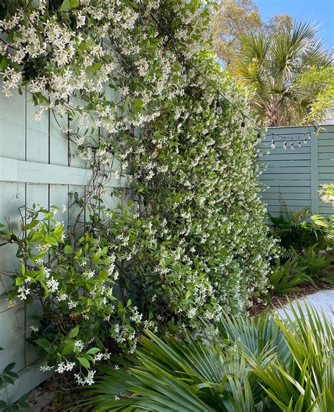 Star Jasmine - Plant Growing & Care Guide | Young House Love