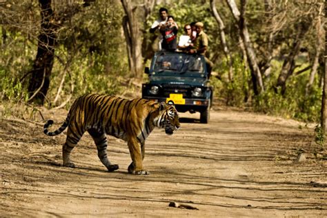Jungle safari, ramnagar, India - Top Attractions, Things to Do ...