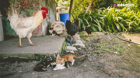 Chicken 的图像结果