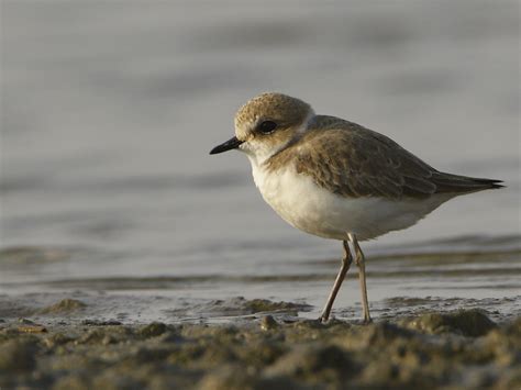 Kentish Plover - Charadrius alexandrinus - Charadriidae - Birds of ...