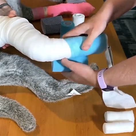 How to Apply a Modified Robert Jones Bandage to a Limb (Dog or Cat)