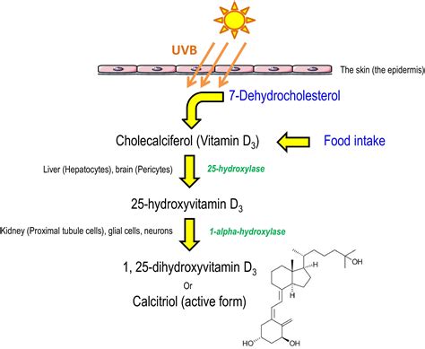 PDF Télécharger vitamin d3 vs d Gratuit PDF | PDFprof.com