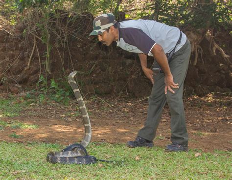 King Cobra Snake Eating Human