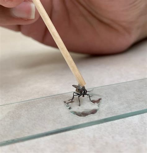 Insects Taste More Than Food and With More Than Mouths