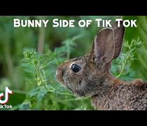 Image result for Snow Bunny Tik Tok