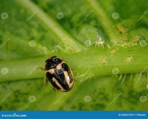 Ladybug and aphids stock photo. Image of biological - 268221072