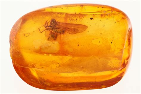Fossil Winged Insect In Baltic Amber (#272155) For Sale - FossilEra.com