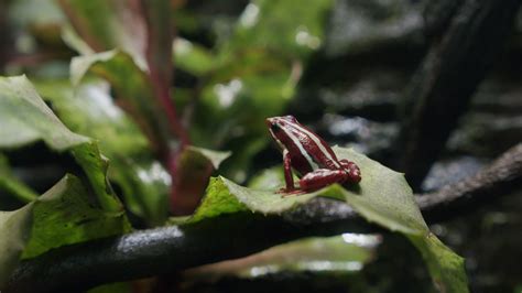 Image result for Poison Tree Frog