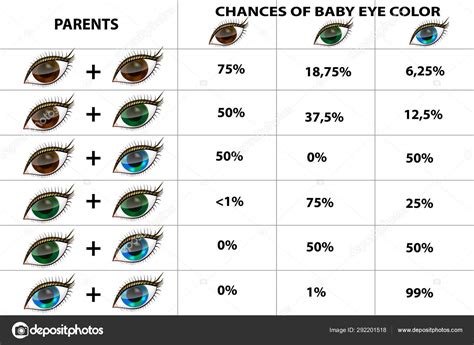 rasdom usa: Punnett Square Eye Color Calculator