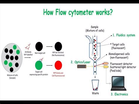 Image result for Fluorescent Activated Cell Sorting Lecture