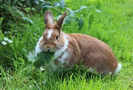 Image result for Adorable Bunny Rabbits