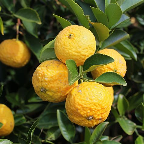 Yuzu Fruit Health Benefits and Nutrition Facts | Fruits Facts
