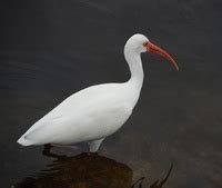 ibis po niemiecku, tłumaczenie, przykładowe zdania, polsko - niemiecki ...