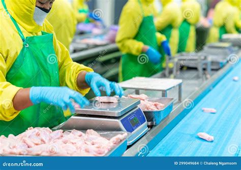 Worker in Hygene Uiform Weighing Fresh Raw Chicken Meat Stock Photo ...