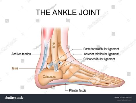 Ankle Anatomy Bone Ankle Wikipedia
