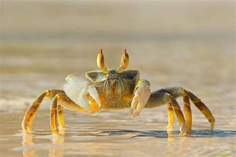 螃蟹为什么横着走 一只螃蟹几条腿 - 致富热