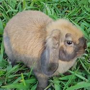 Image result for Cage for a Holland Lop