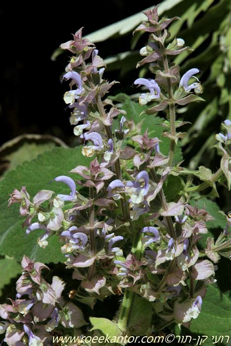 Salvia sclarea - Clary Sage, Cleareye, Biennial Clary, Commn Clary ...