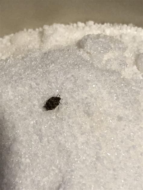 Image result for Bug Kitchen