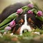 Image result for Spring Dog Wallpaper Backgrounds