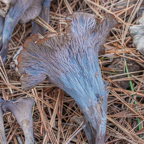 The Cerulean Black Trumpet: Craterellus Caeruleofuscus