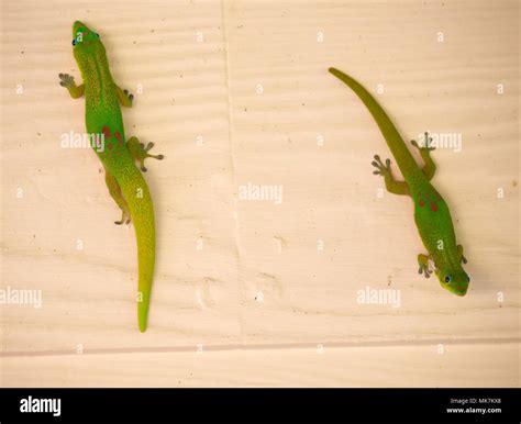Cute geckos hi-res stock photography and images - Alamy