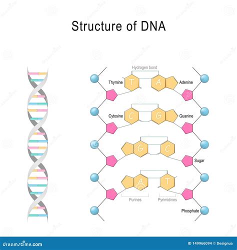 dna分子是什么结构？_酷知经验网