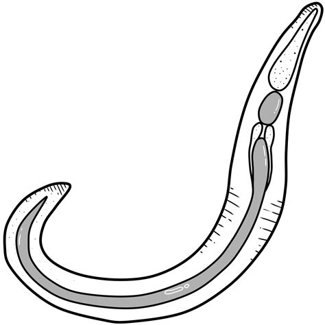 pinworm created by hand drawing 44762819 PNG