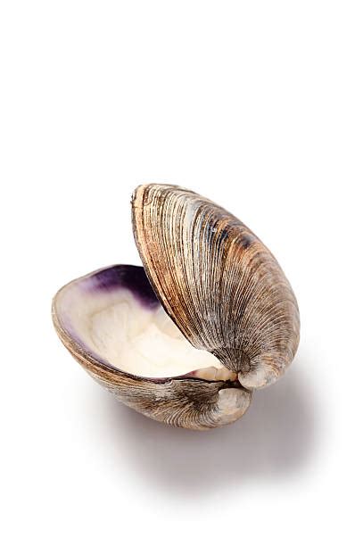 Image result for WinShell Clam