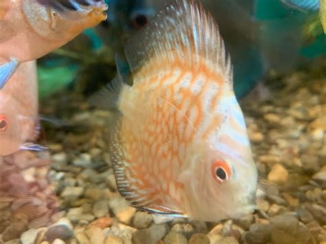 Yellow Checkerboard Discus 的图像结果