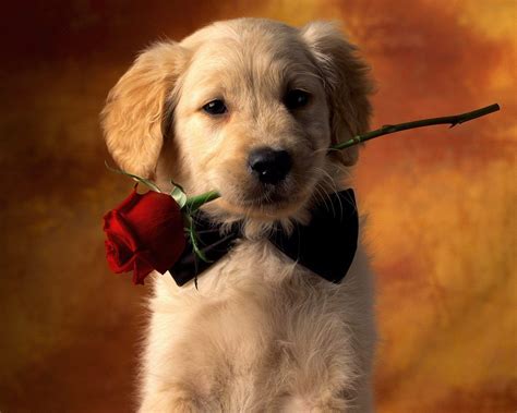 Valentine's Day Puppy Wallpapers - Top Free Valentine's Day Puppy Backgrounds - WallpaperAccess