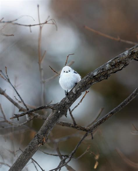 Cutest Birds: Tiny Japanese ‘Snow Fairies’ Caught Doing Gymnastics on ...