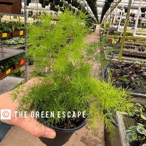 Asparagus Ming Fern 4” Pot (ALL PLANTS Require You to Purchase 2 Plants ...