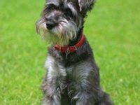 97 ideas de Schnauzers en 2024 | perros schnauzer, perros snauzer, perros