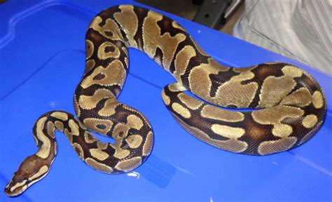 Image result for Ball Python Size Female