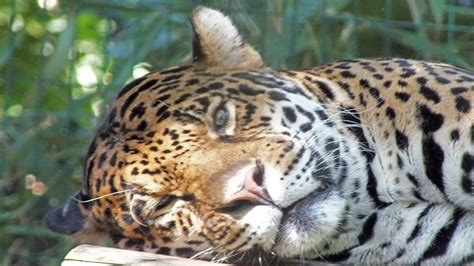 Amazona Zoo | Attractions Near Me