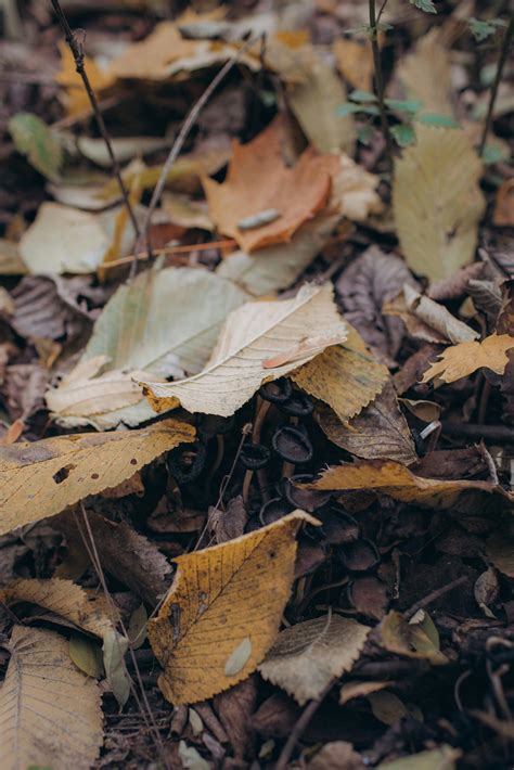 Nature Slideshow 的图像结果