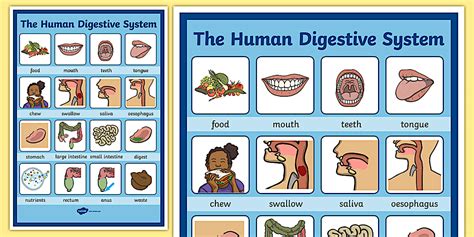 The Digestive System KS1 Vocabulary Display Poster