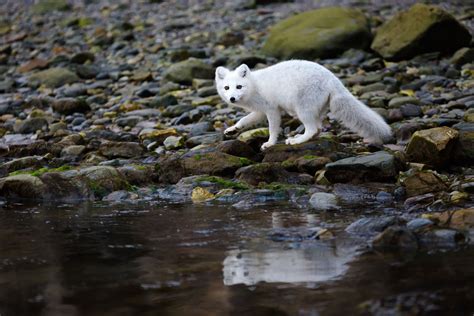 Arctic Fox Summer Pups