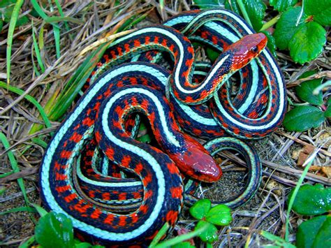 All male red-sided garter snakes wear female perfume and participate in ...
