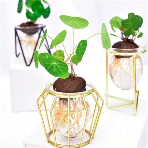 Little Stephanie Sebota Seeds For Soil Hydroponics Professional ...