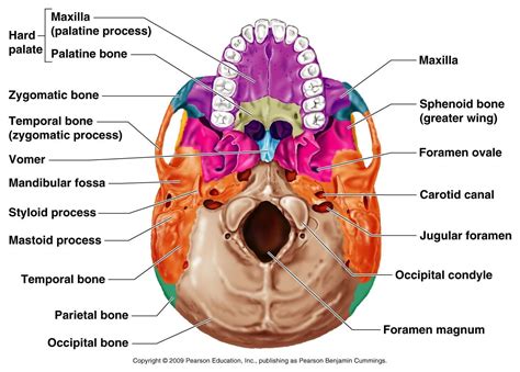 Inferior Skull Anatomy | Skull anatomy, Human skeleton anatomy, Anatomy