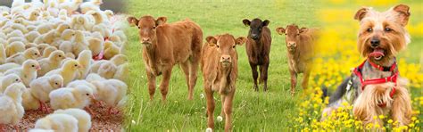 Animal Health | Provimi